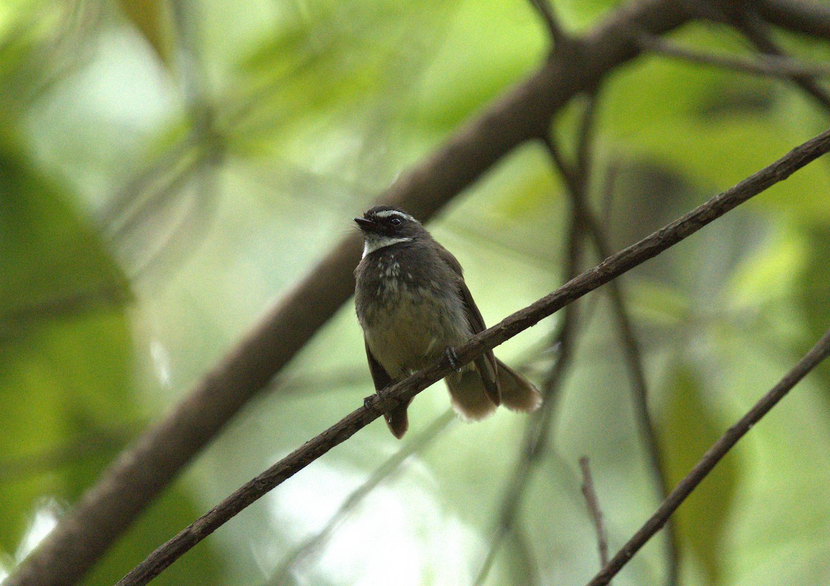 Spot-breasted Fantail - ML620658290