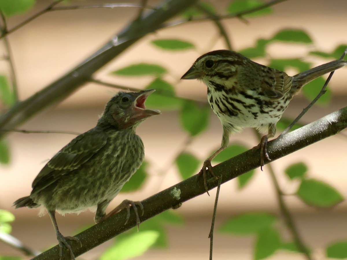 Song Sparrow - ML620658299