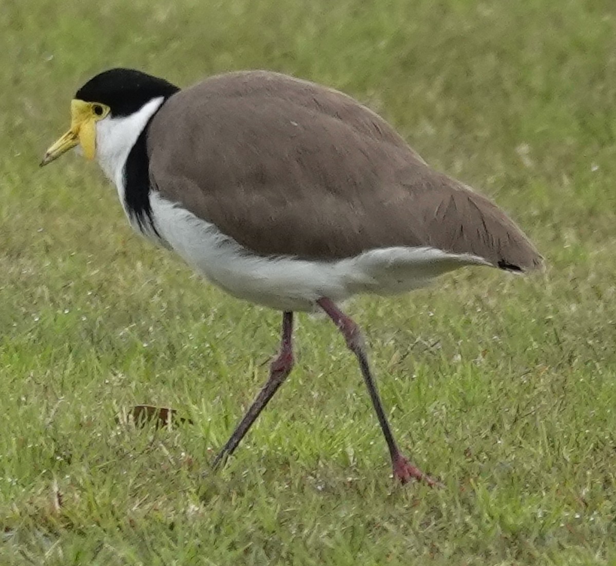 Masked Lapwing - ML620658301