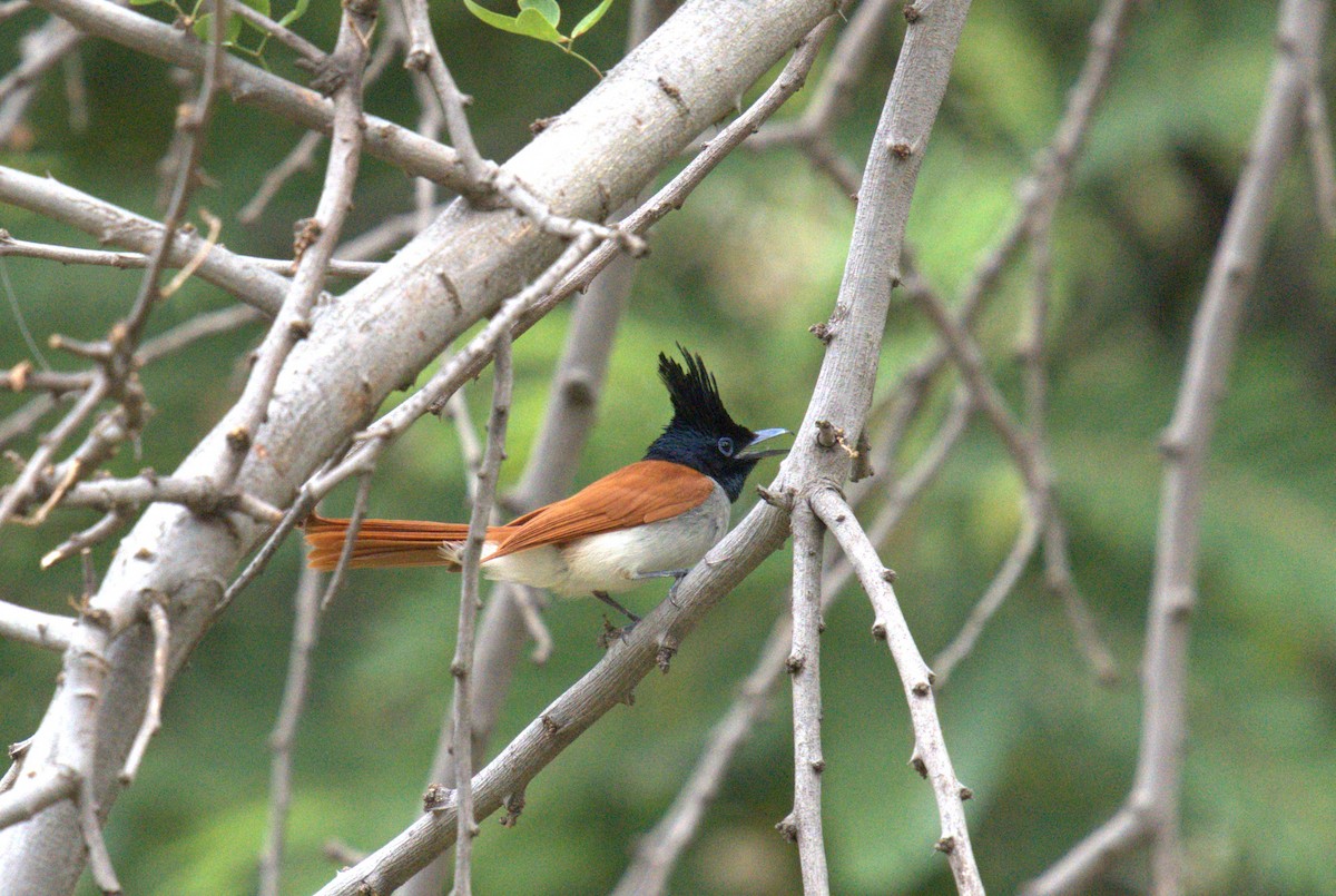 Indian Paradise-Flycatcher - ML620658304