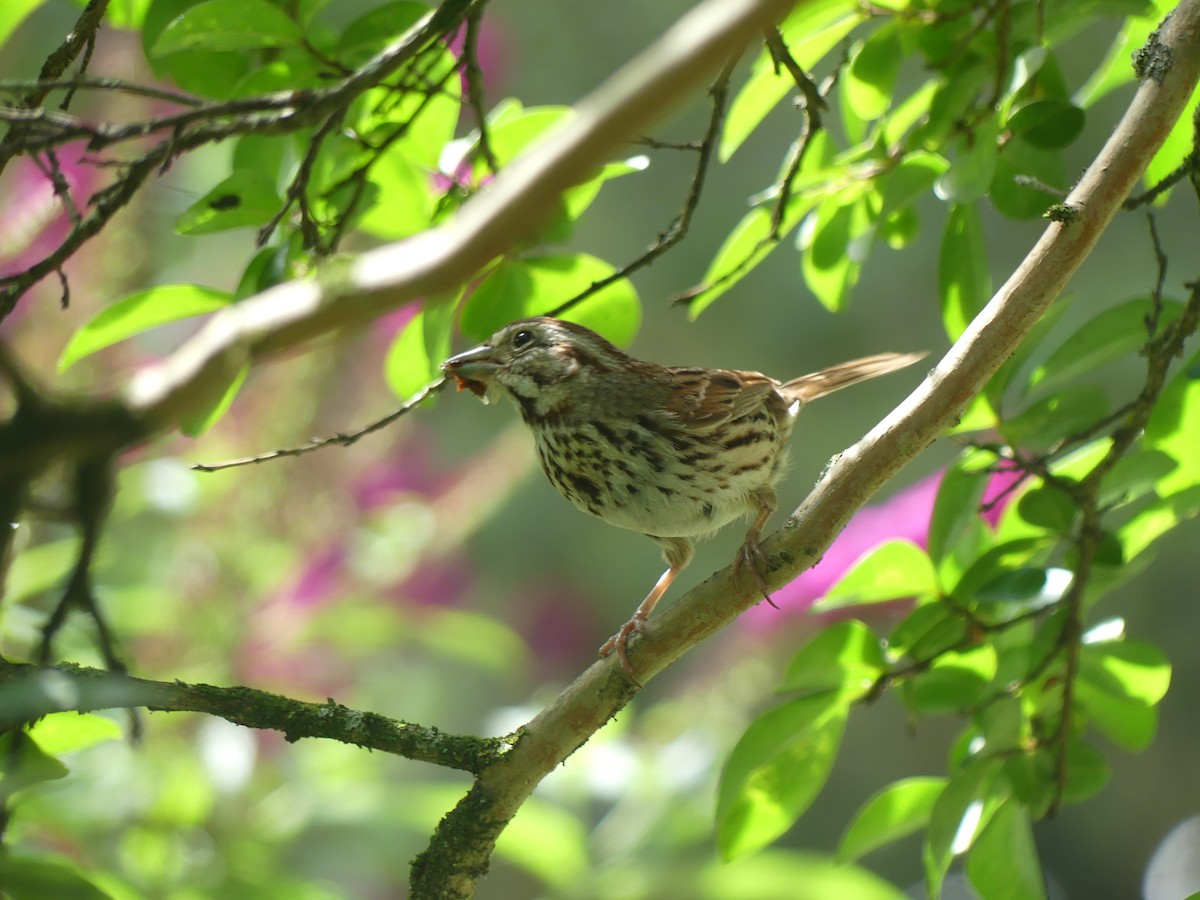 Song Sparrow - ML620658305