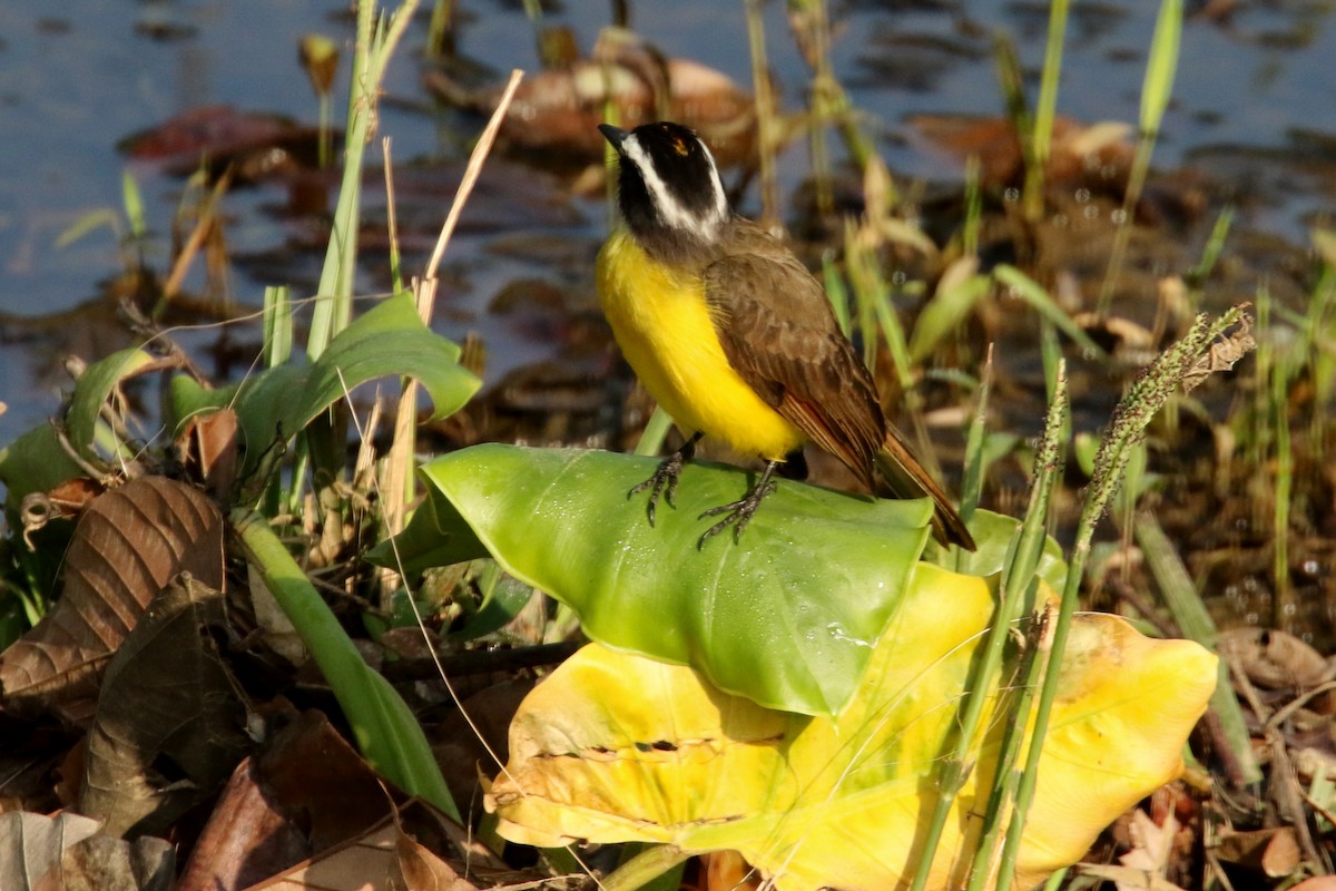 Lesser Kiskadee - ML620658306