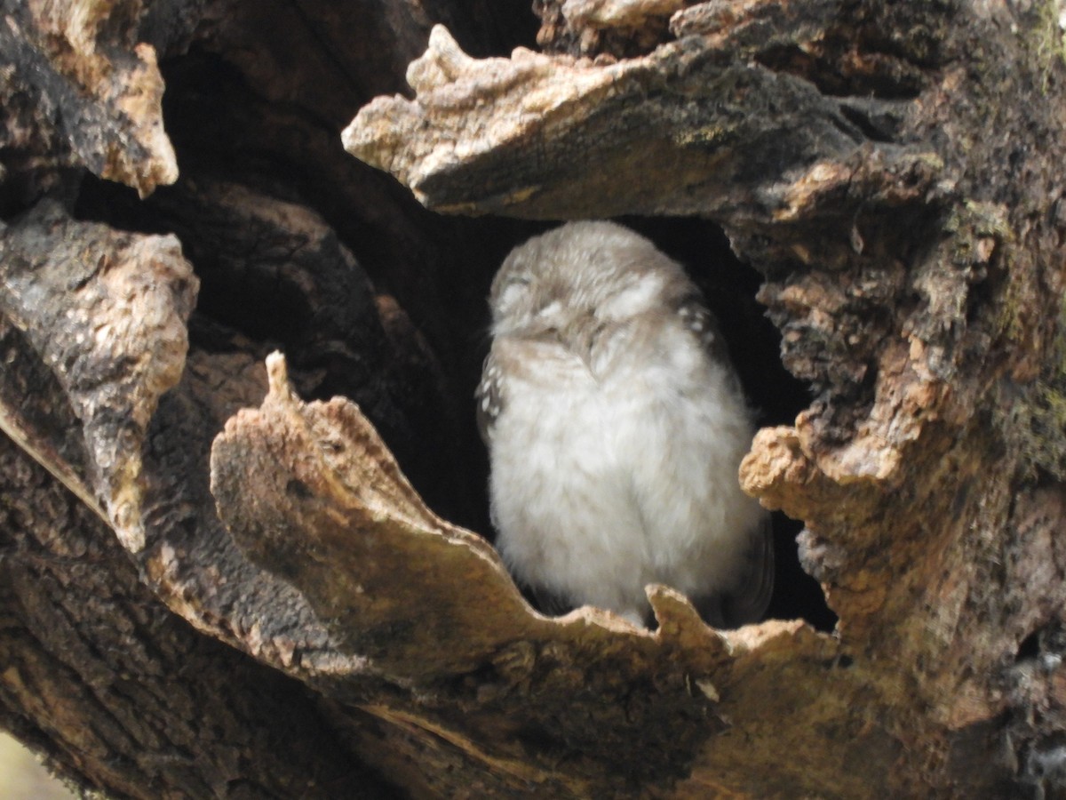 Spotted Owlet - sunil tyagi