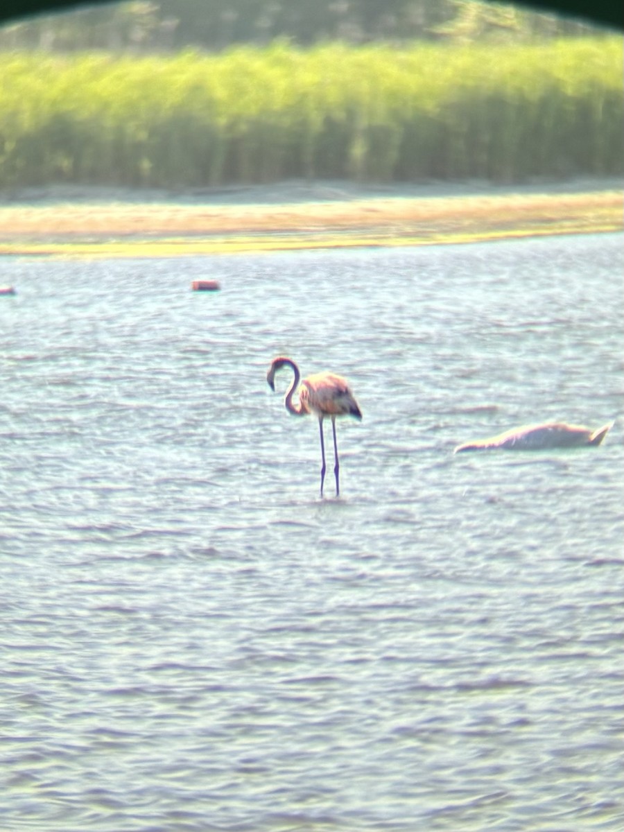 American Flamingo - Kate La Spina 🌿