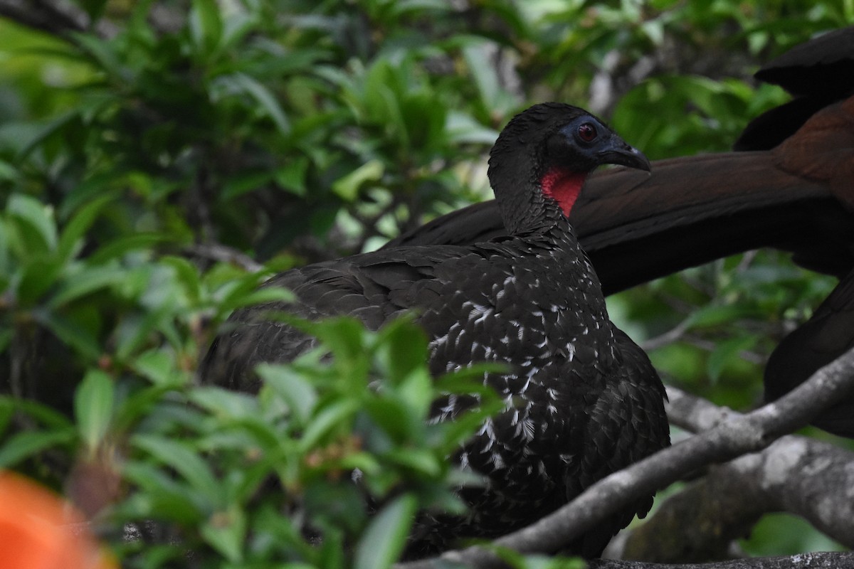 Crested Guan - ML620658321