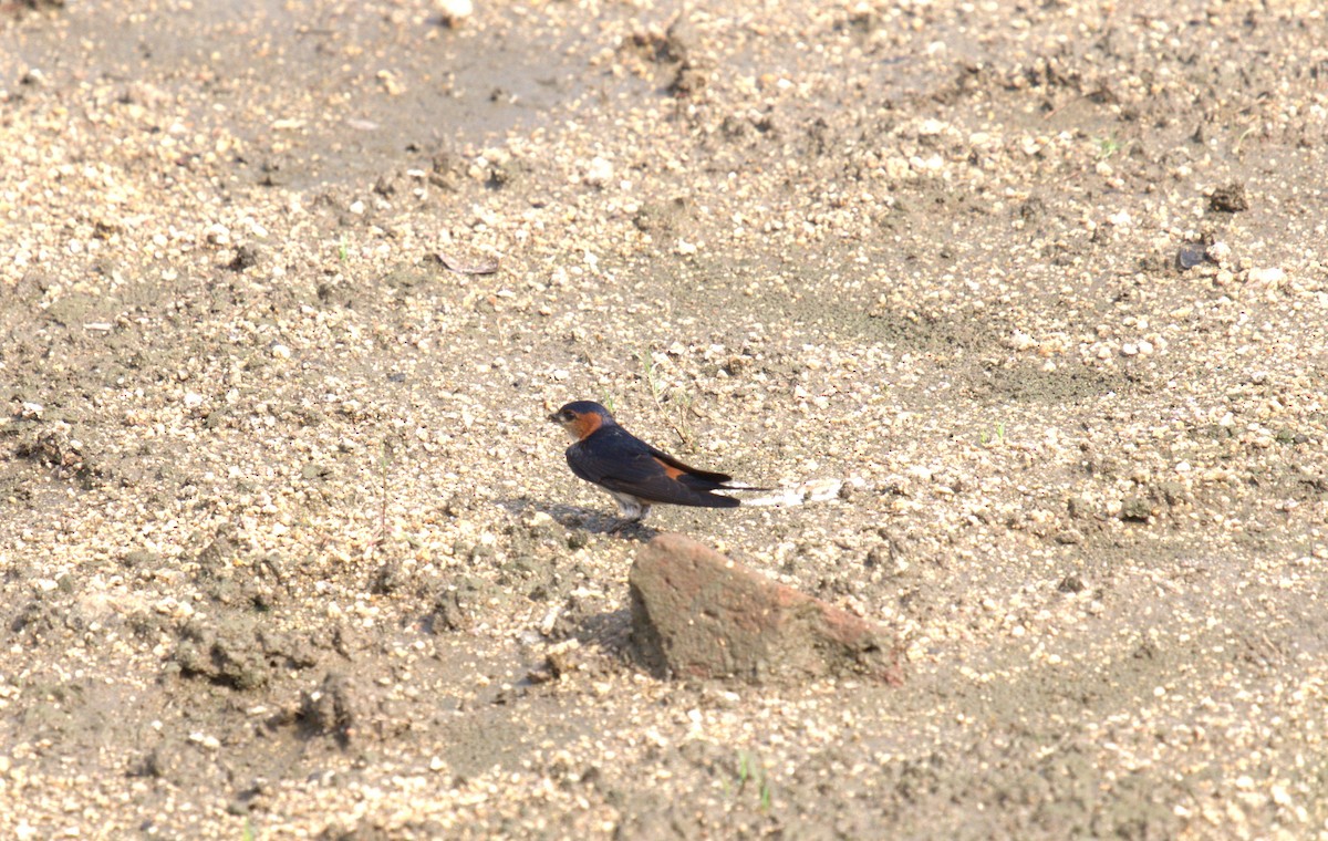 Red-rumped Swallow - ML620658322