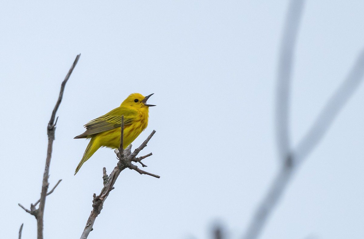 Yellow Warbler - ML620658326