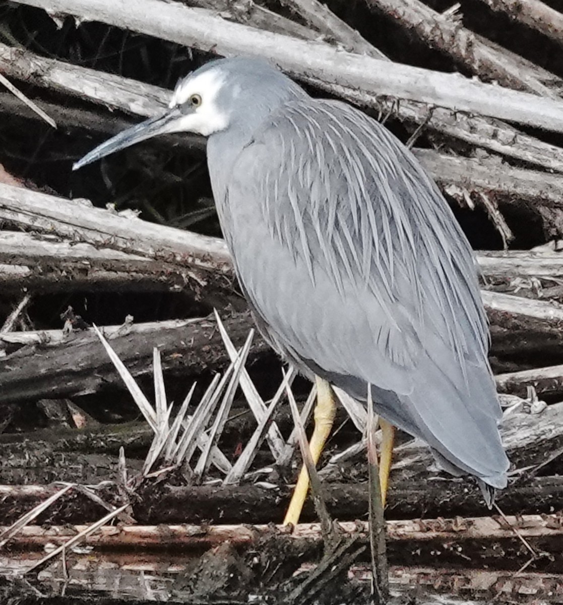 White-faced Heron - ML620658332