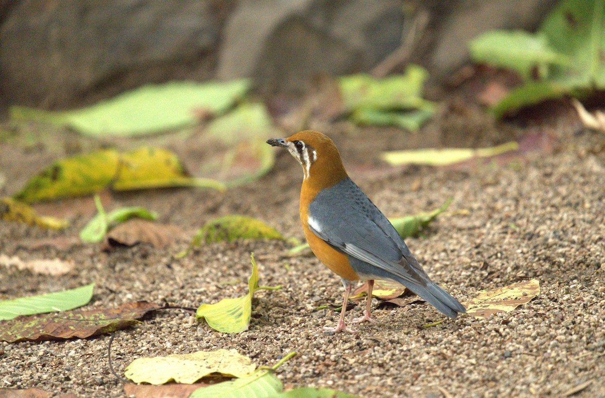 Orange-headed Thrush - AJAY ARNOLD