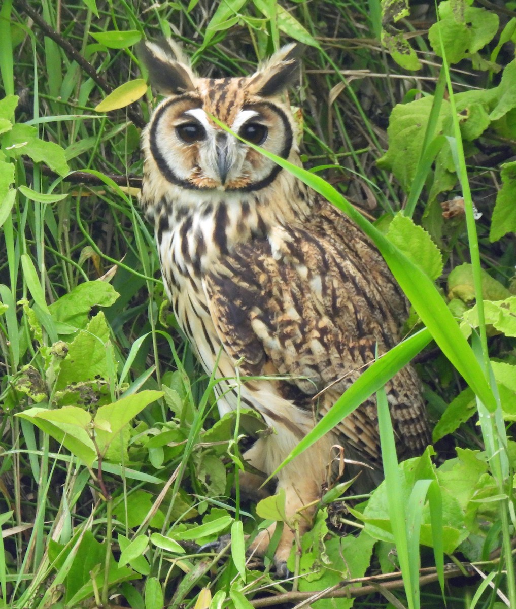 Striped Owl - Danilo Moreno