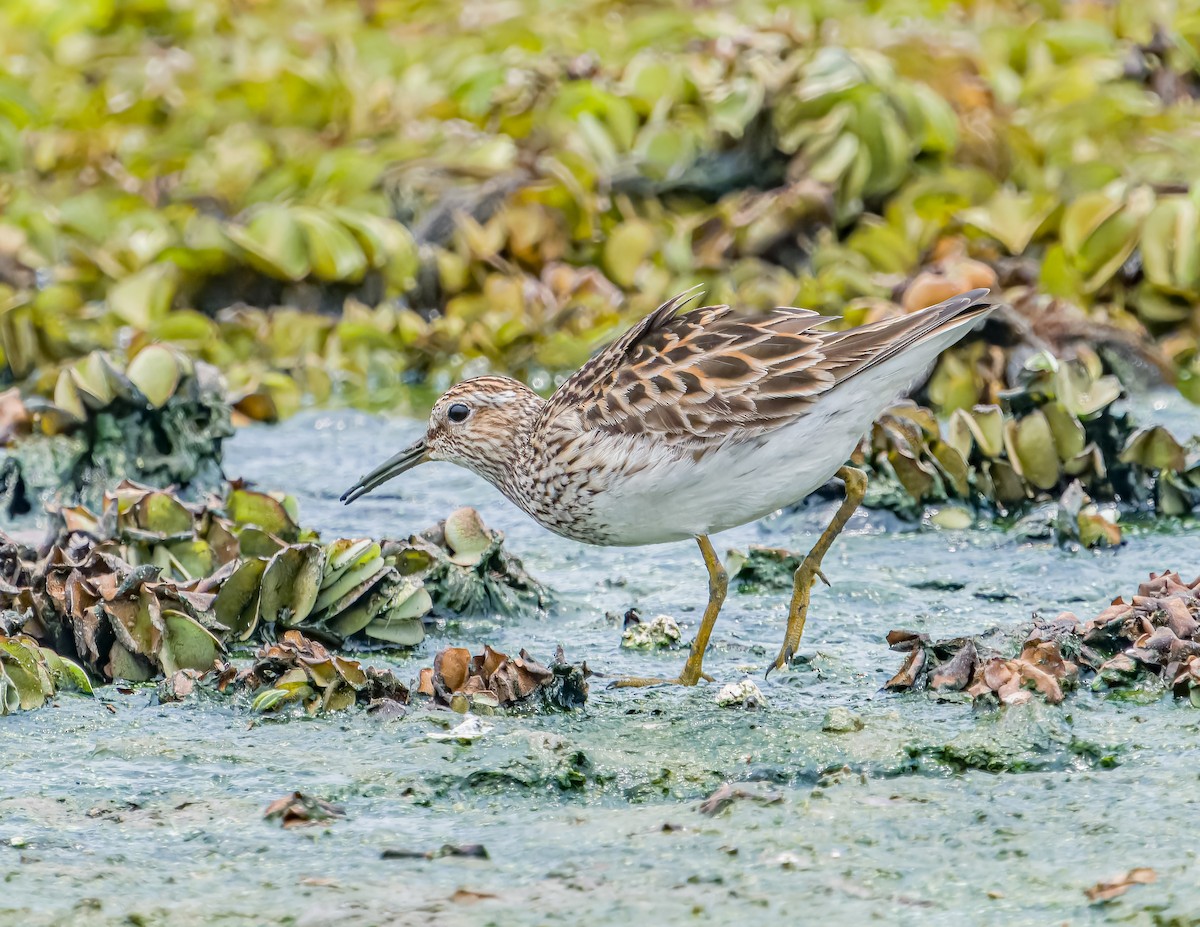 Pectoral Sandpiper - ML620658339