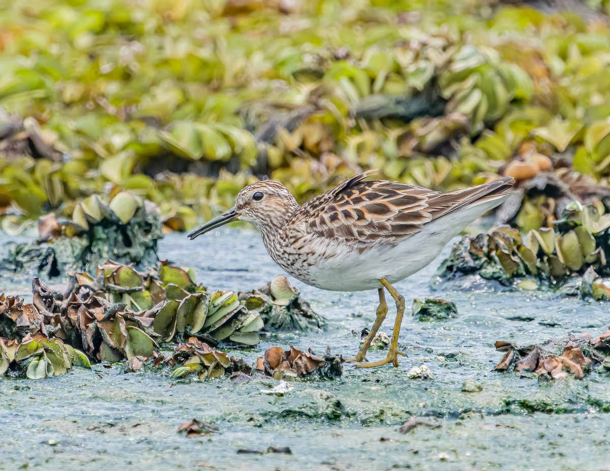 Pectoral Sandpiper - ML620658340