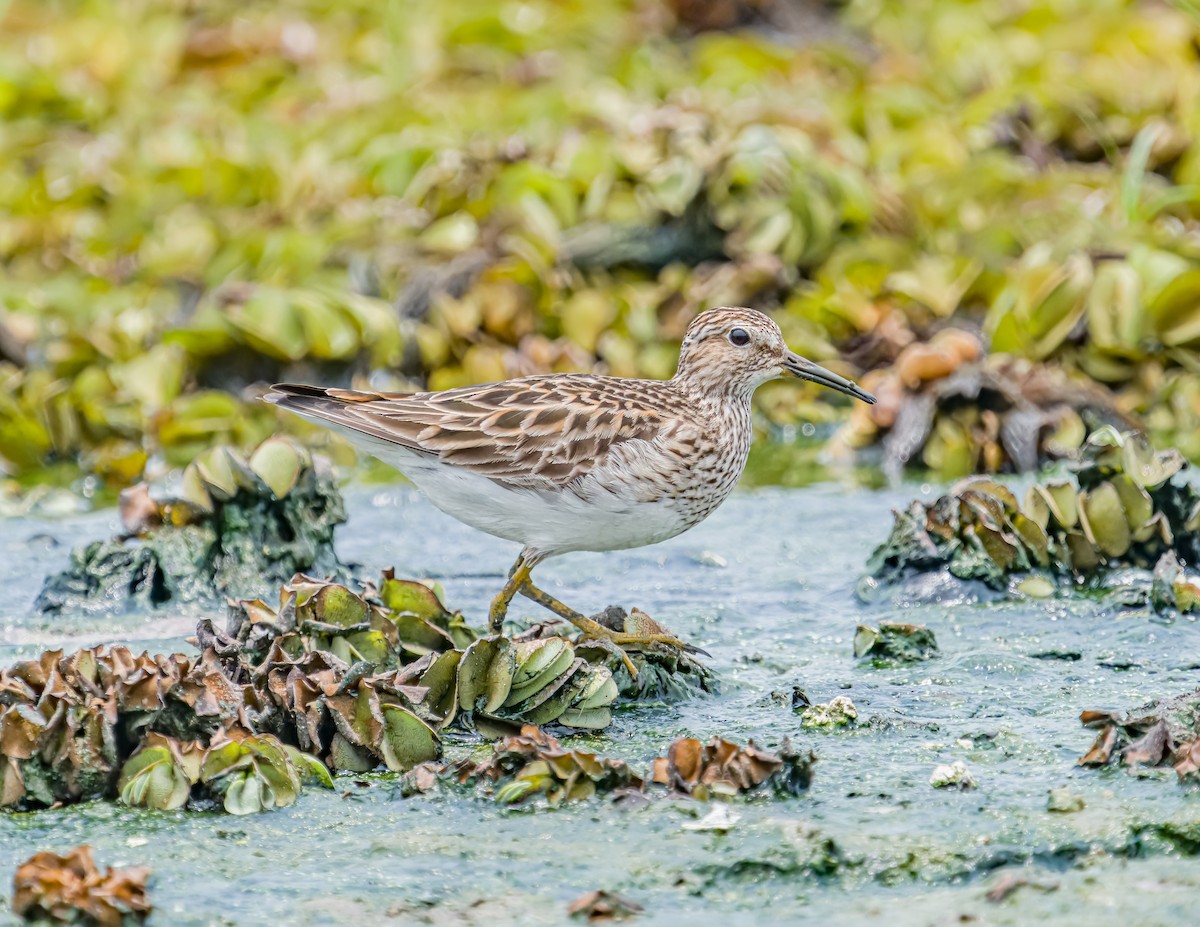 アメリカウズラシギ - ML620658342