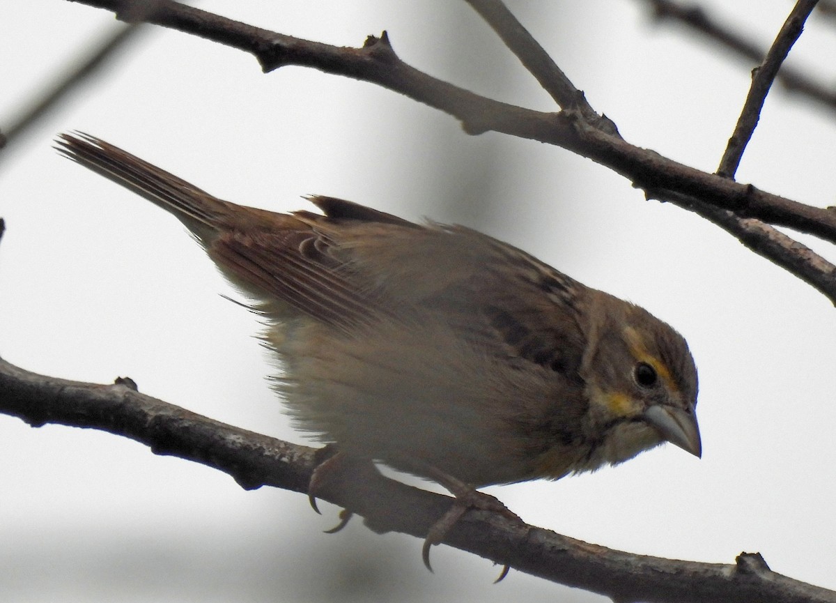 Dickcissel d'Amérique - ML620658346