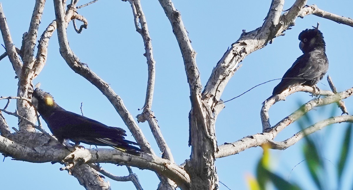 Yellow-tailed Black-Cockatoo - ML620658348