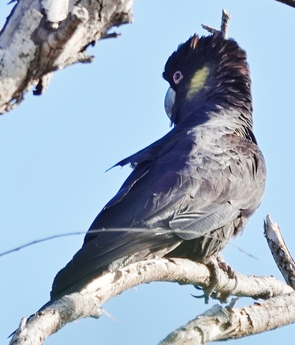 Yellow-tailed Black-Cockatoo - ML620658349