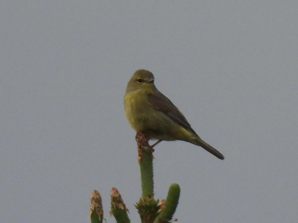 Orange-crowned Warbler - ML620658350