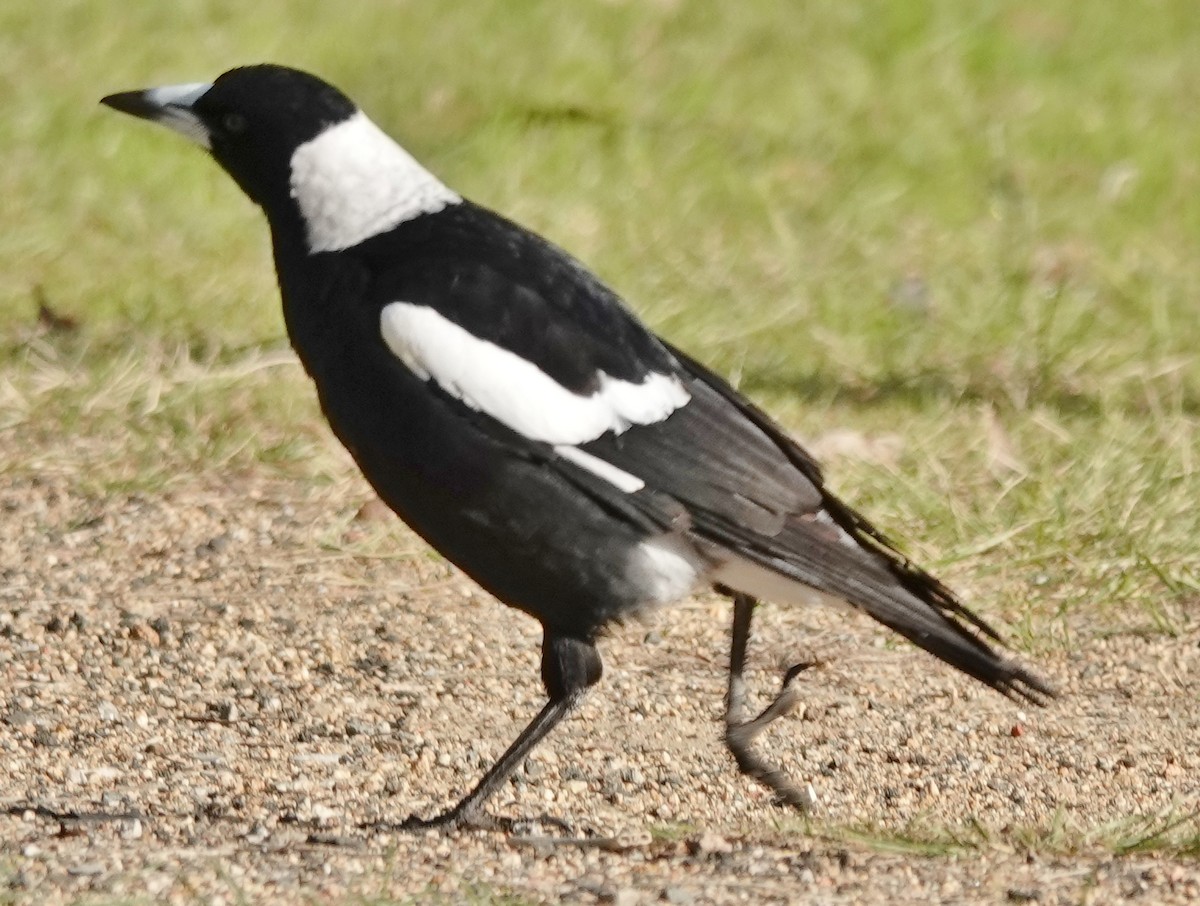 Australian Magpie (Black-backed) - ML620658366