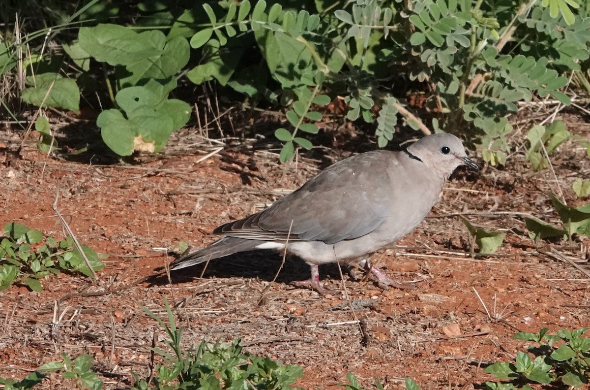 Mourning Collared-Dove - ML620658368