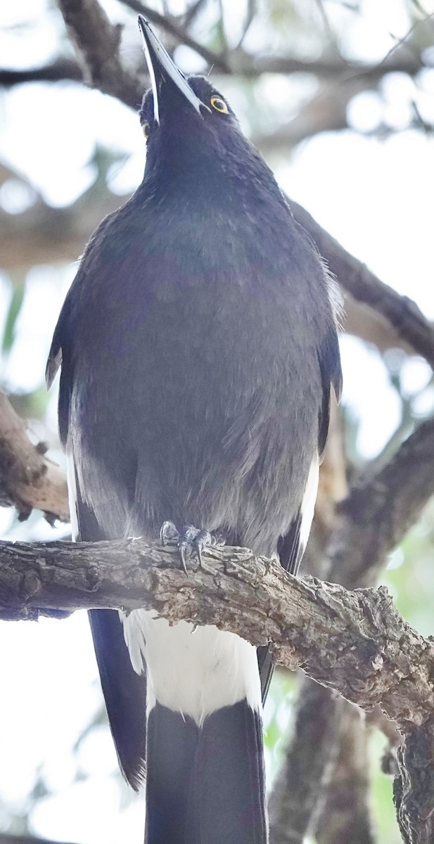 Pied Currawong - ML620658369