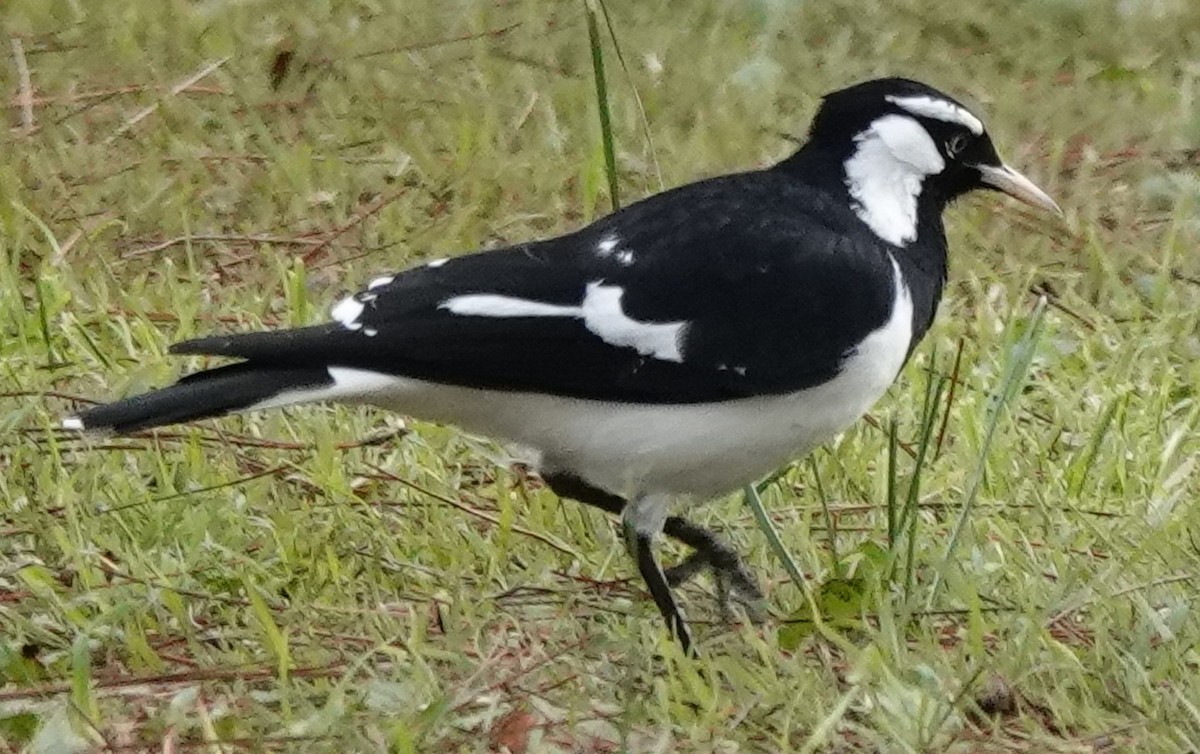 Magpie-lark - Alan Coates