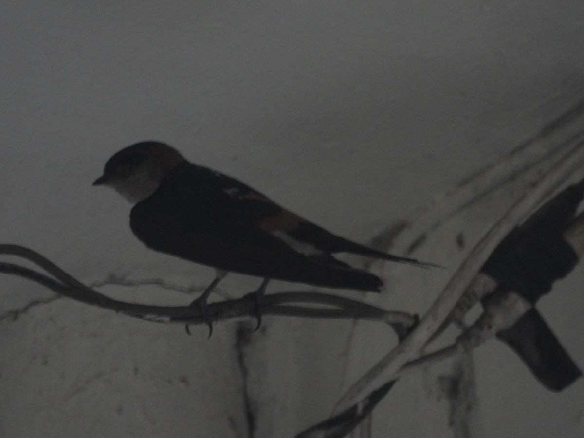 Red-rumped Swallow - ML620658377