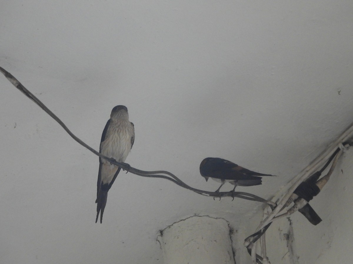 Red-rumped Swallow - ML620658383