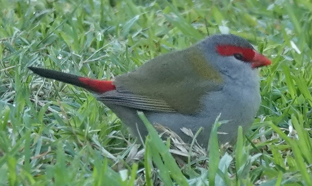 Red-browed Firetail - ML620658385