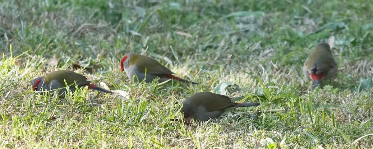 Red-browed Firetail - Alan Coates