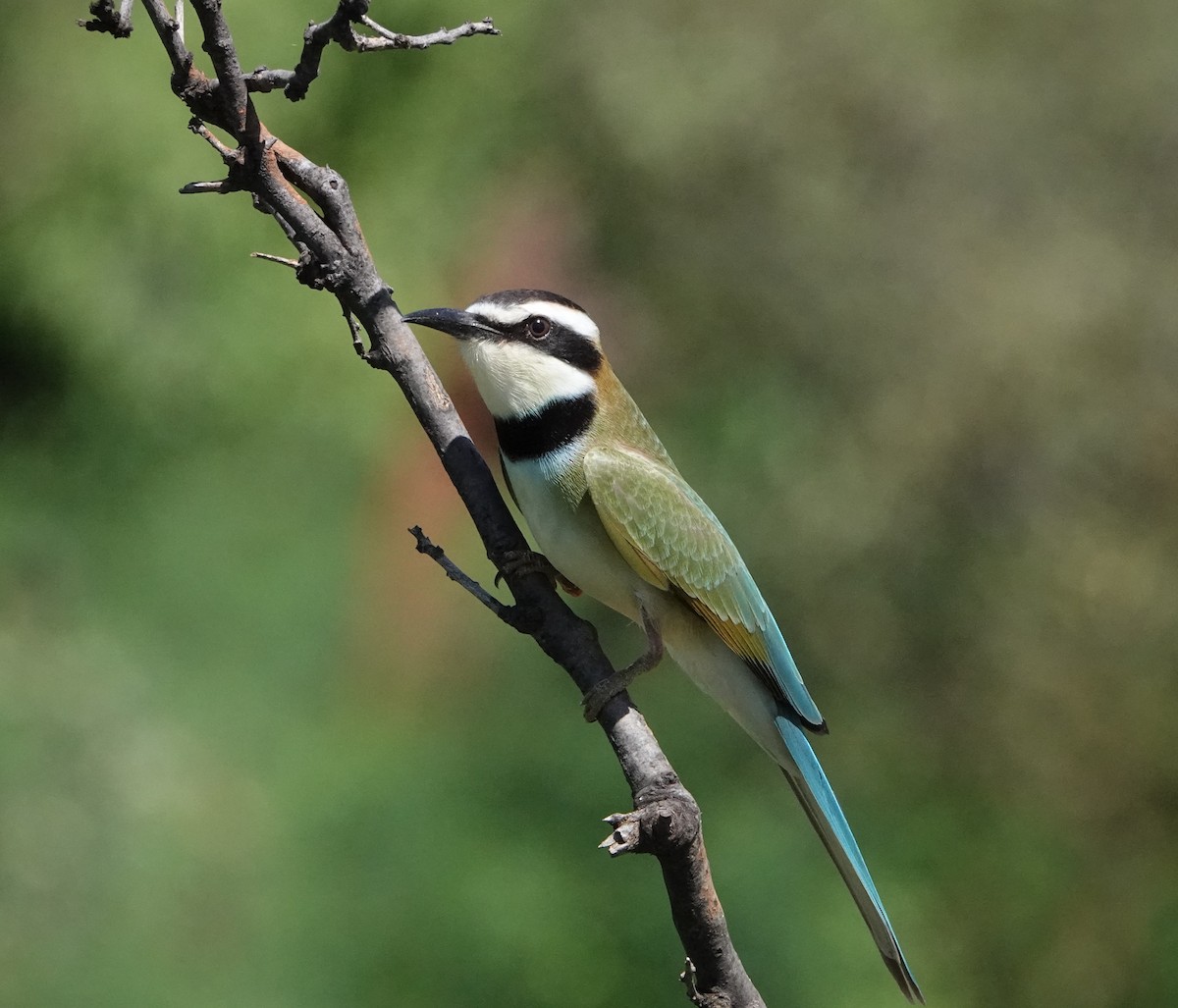 White-throated Bee-eater - ML620658392