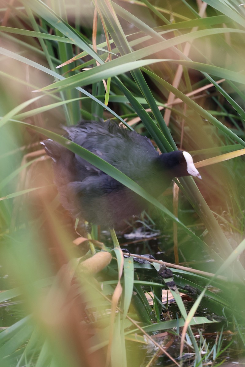 American Coot (White-shielded) - ML620658399