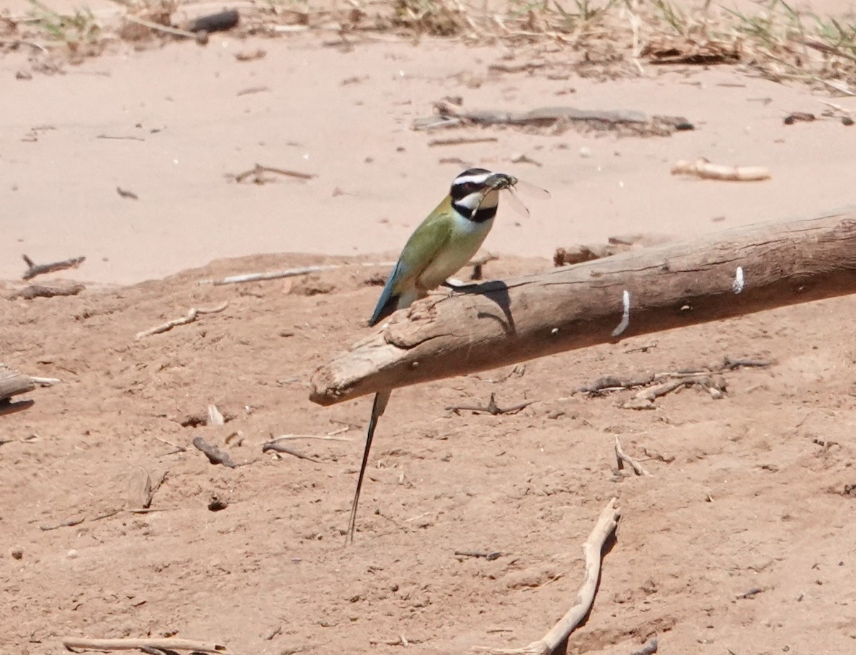 White-throated Bee-eater - ML620658400