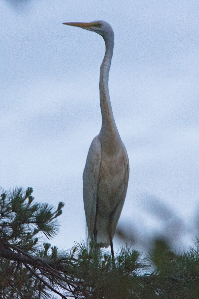 Great Egret - ML620658402