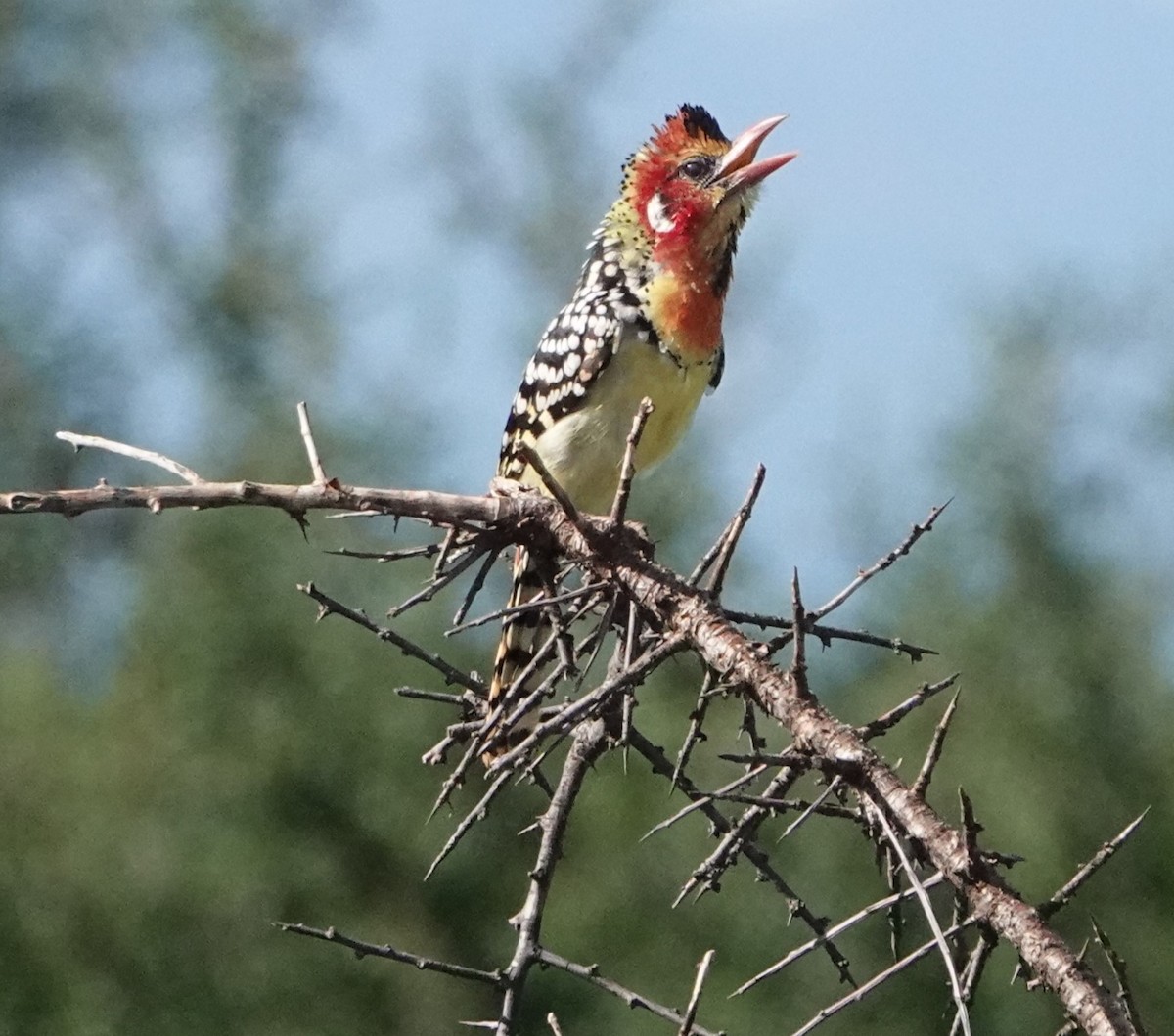Red-and-yellow Barbet - ML620658405