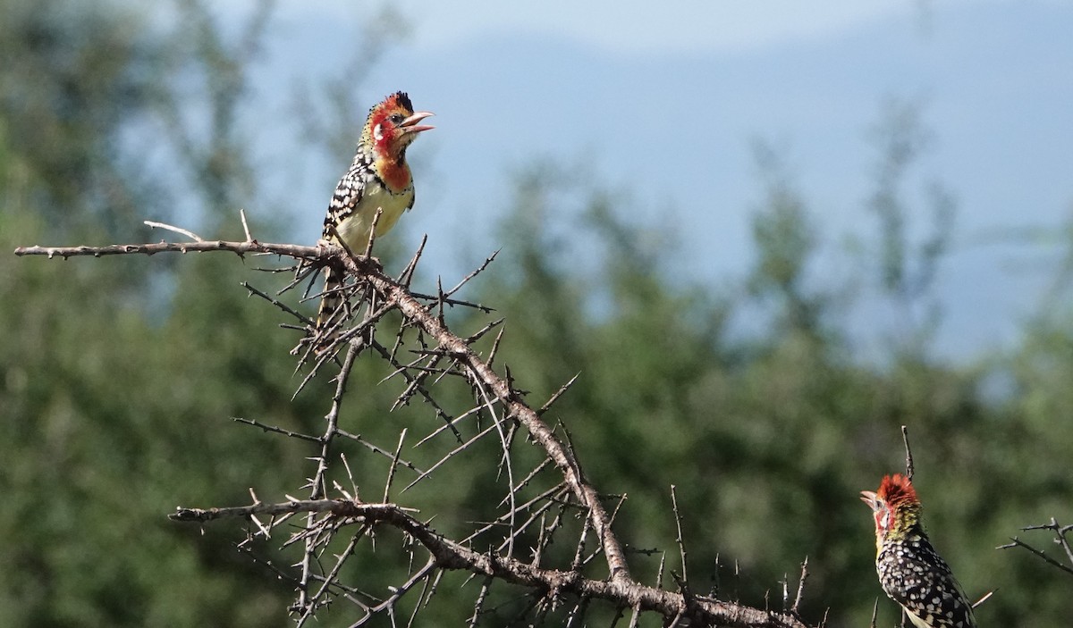 Red-and-yellow Barbet - ML620658406