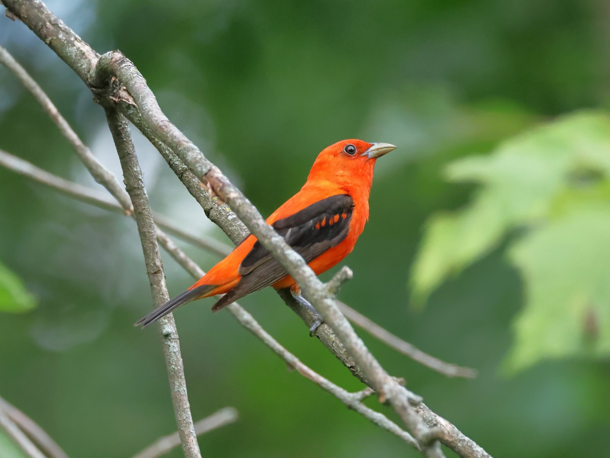 Scarlet Tanager - ML620658407