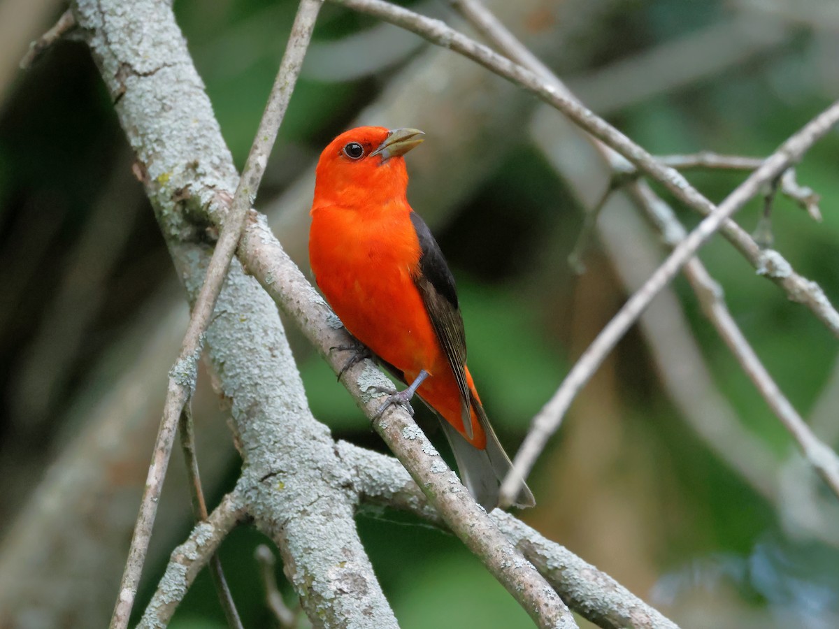 Scarlet Tanager - ML620658408