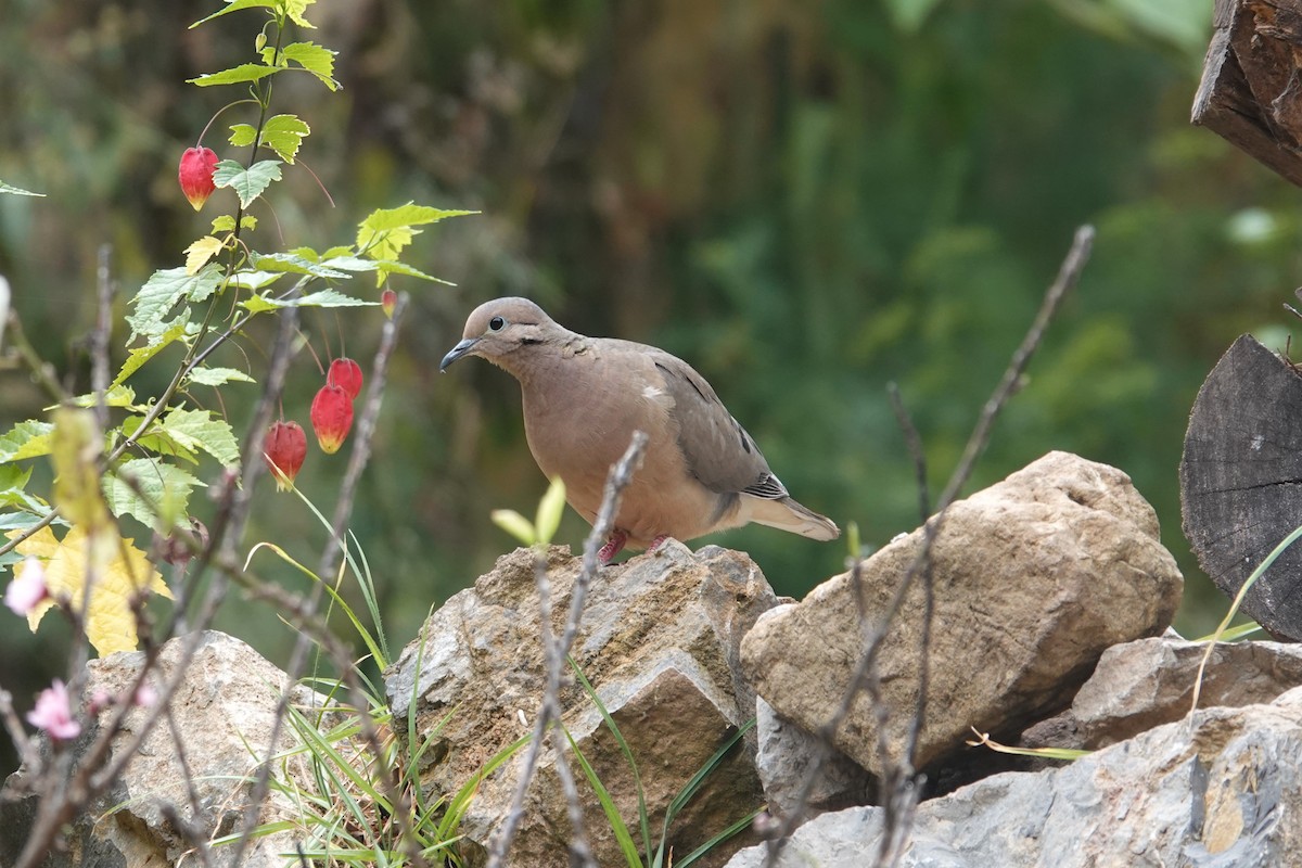 Eared Dove - ML620658419