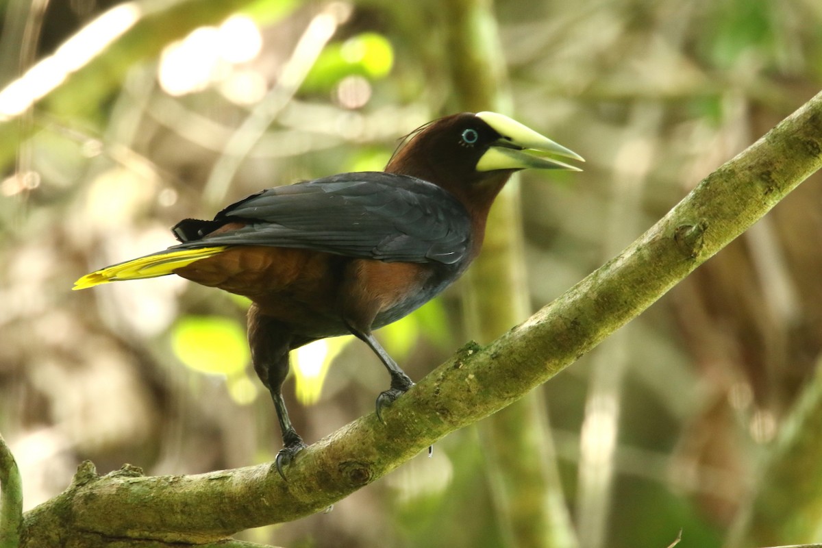 Chestnut-headed Oropendola - ML620658420