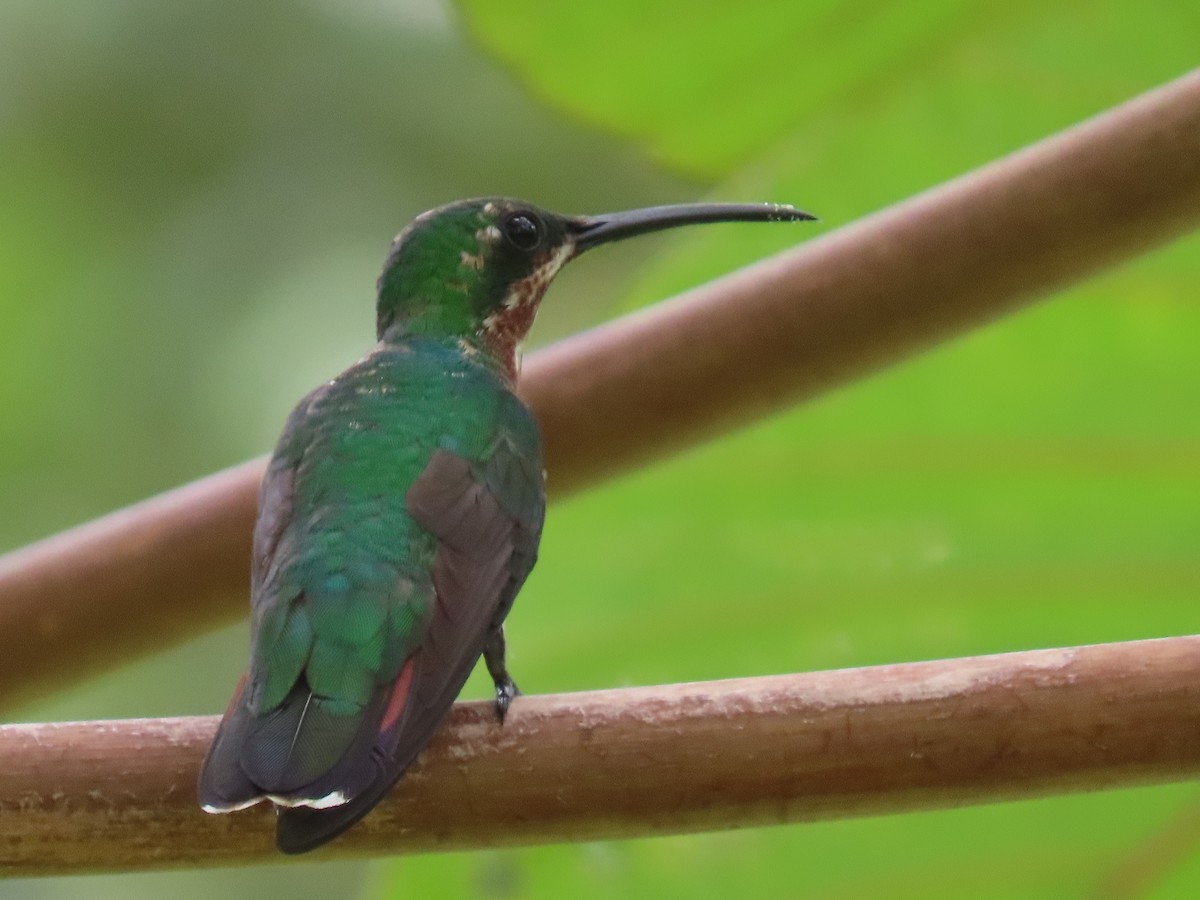 Green-breasted Mango - ML620658426