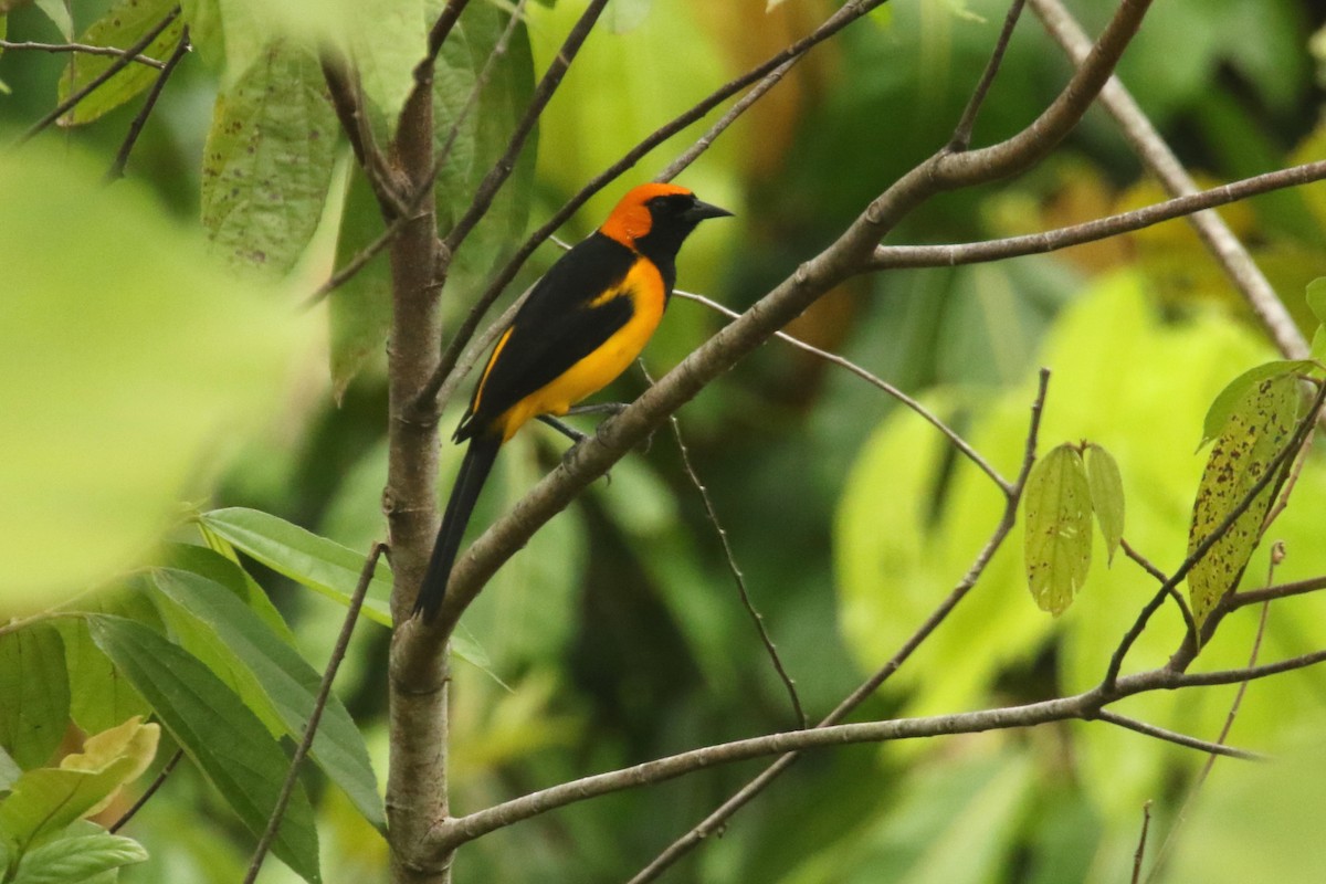 Oriole à tête d'or - ML620658429