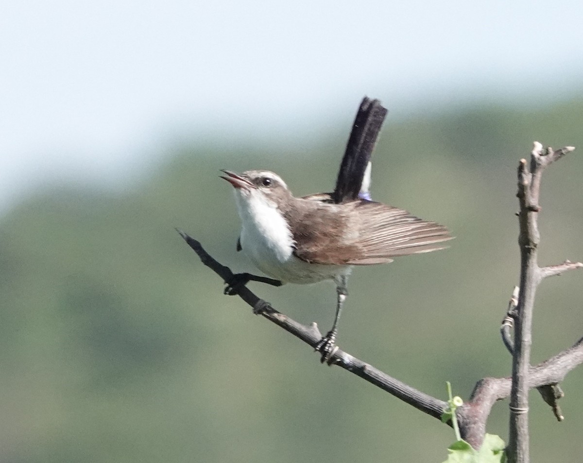 Eastern Violet-backed Sunbird - ML620658430