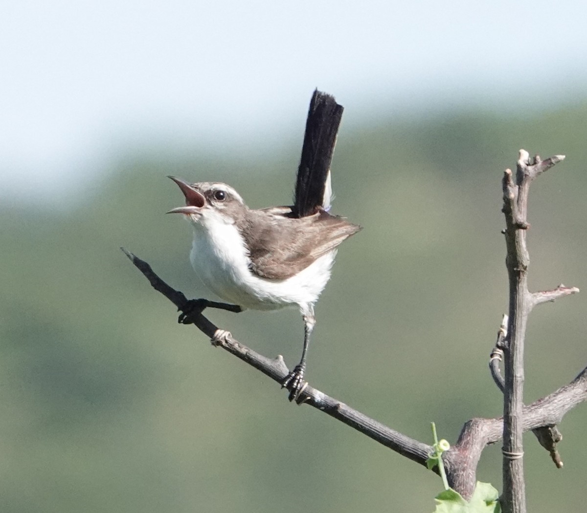 Eastern Violet-backed Sunbird - ML620658431