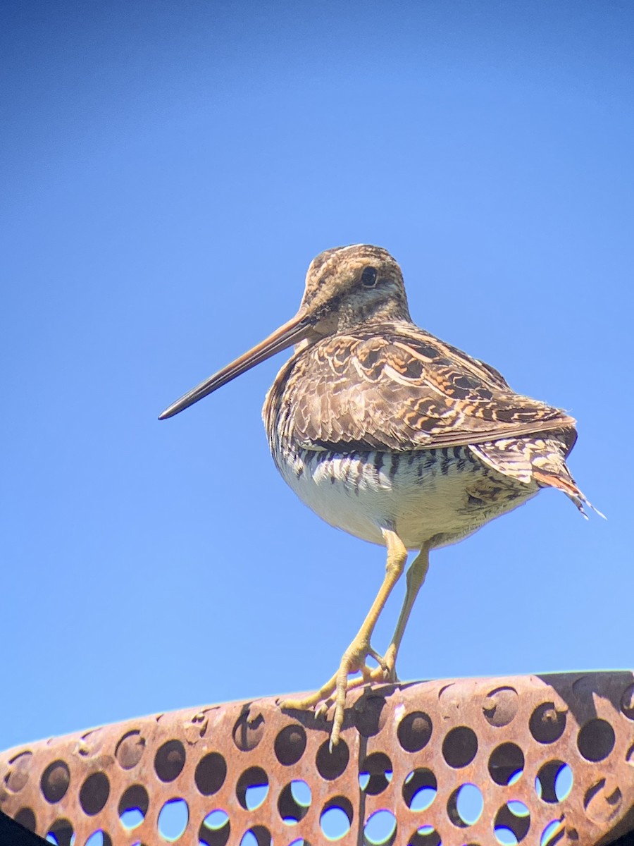 Wilson's Snipe - ML620658436