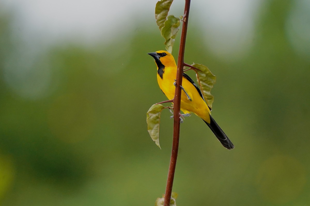 Yellow Oriole - ML620658437