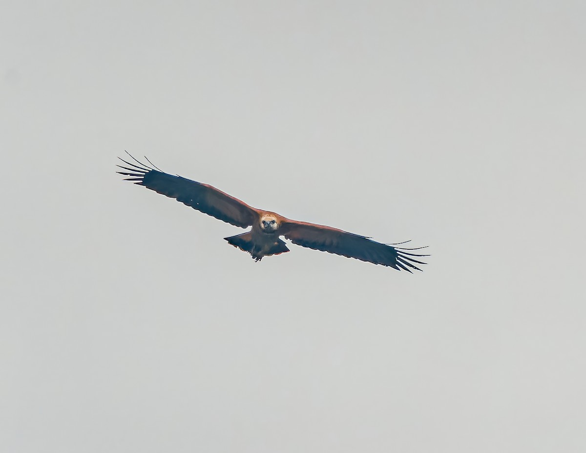 Black-collared Hawk - ML620658441