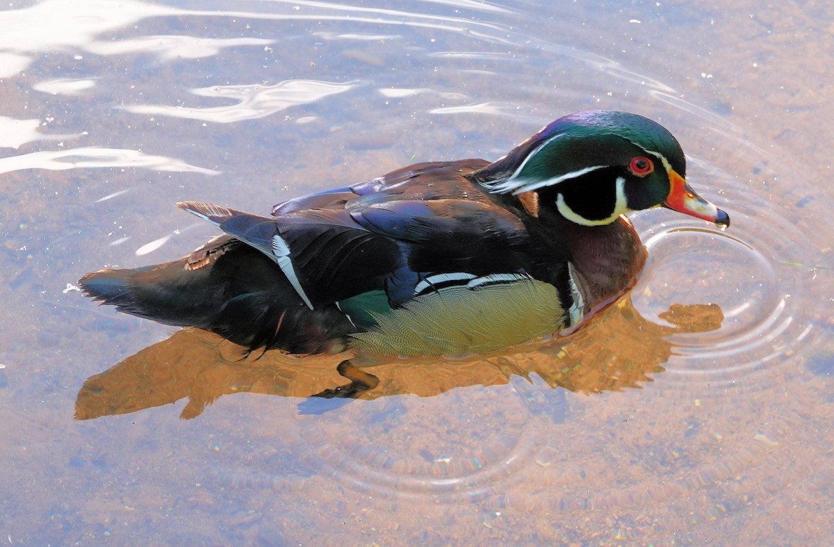 Wood Duck - Doug Wassmer