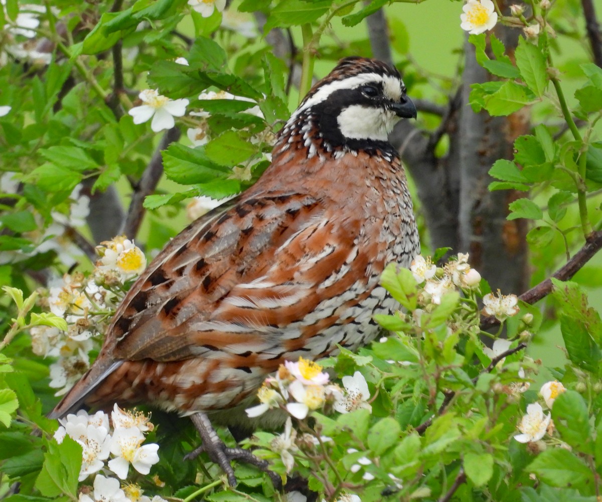 Northern Bobwhite - ML620658450