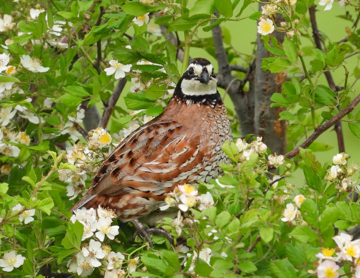 Northern Bobwhite - ML620658451