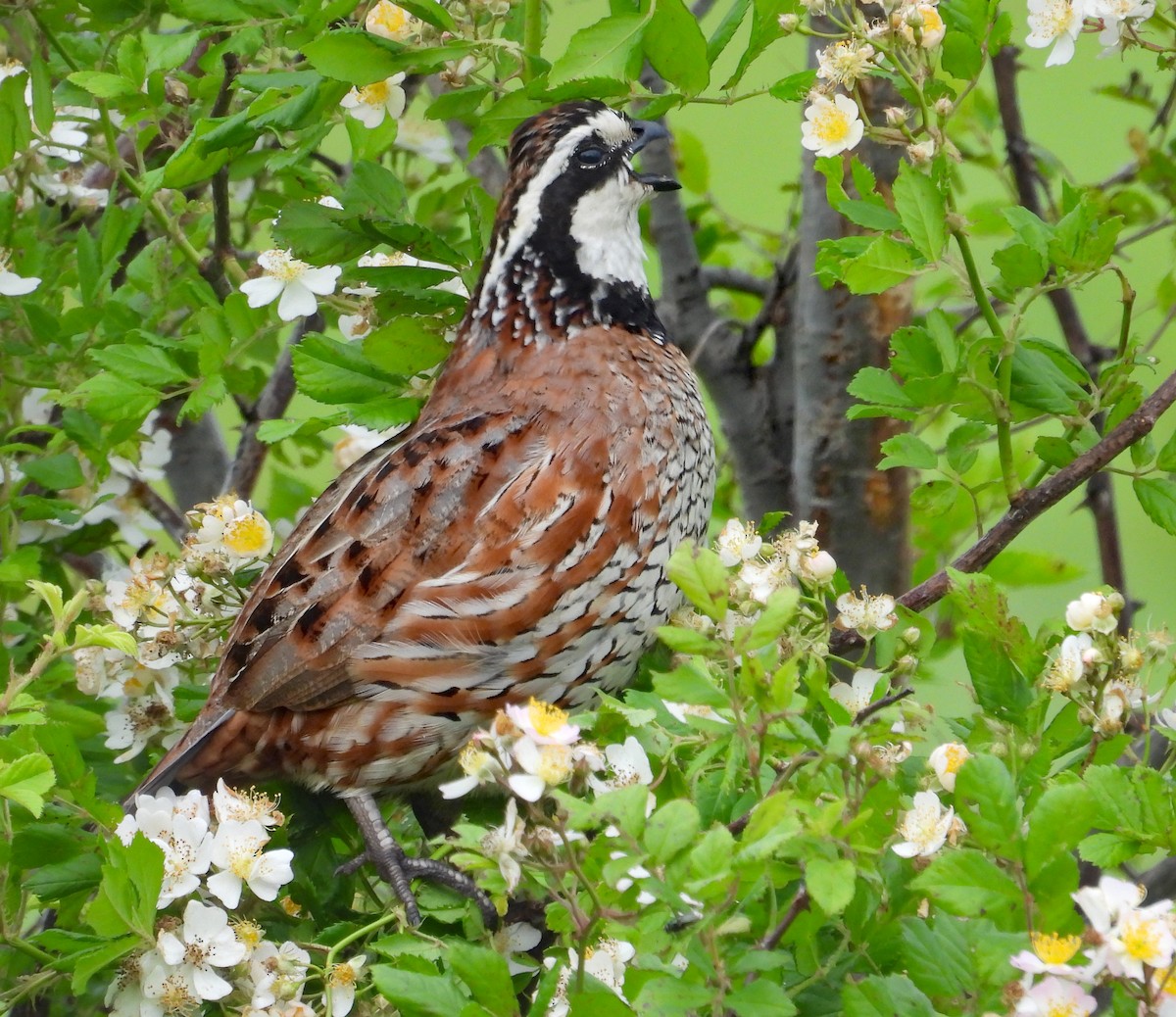 Northern Bobwhite - ML620658453